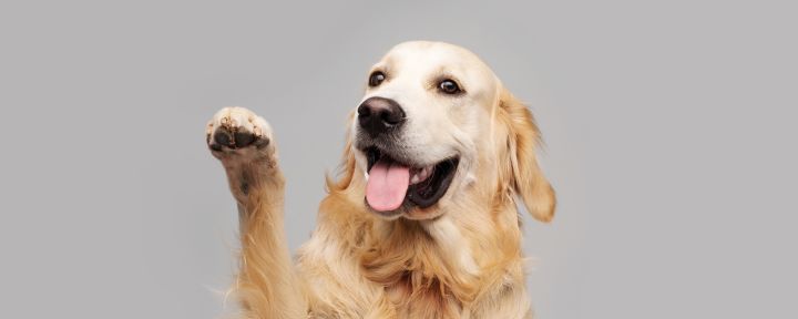 Статьи о кошках и собаках | Purina Pro Plan